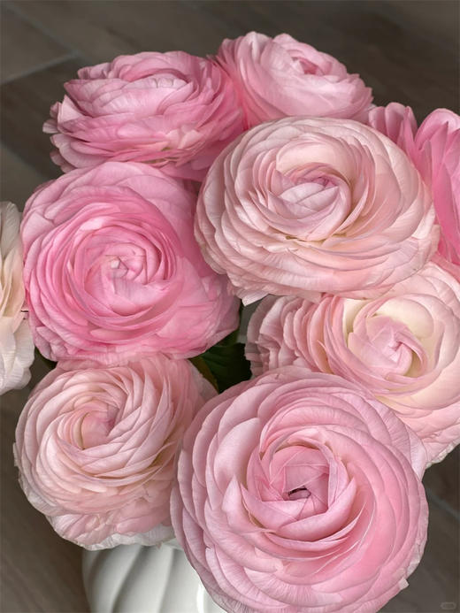 塞纳河洋牡丹鲜切花5支新品上市 商品图1