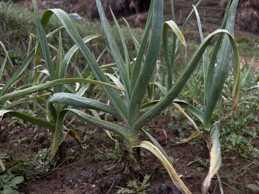 大蒜叶/老品种大蒜叶（100g） 商品图2