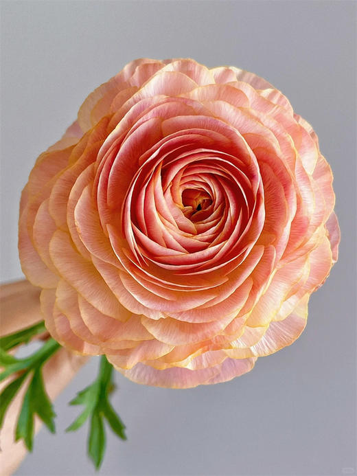 日系极光洋牡丹10支XF 商品图4