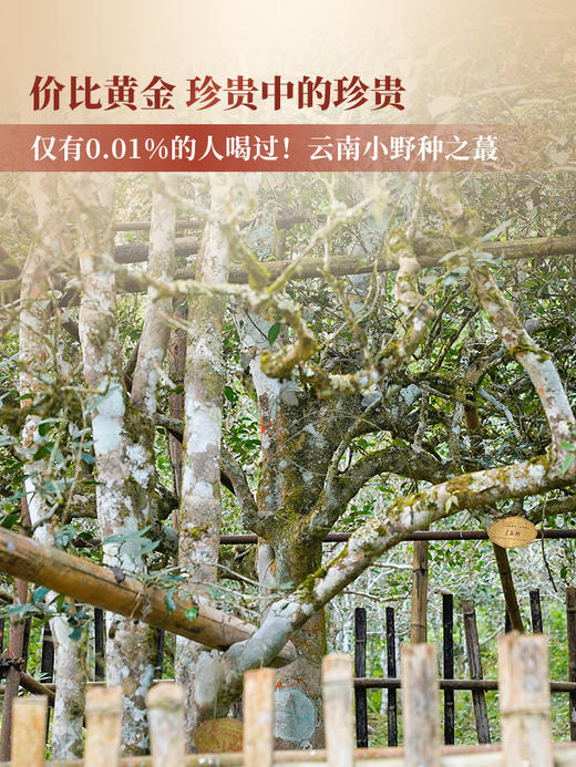 【猫耳朵】2024年易武头春古树贡茶倚邦中的"小妖精"仅有0.01％的人喝过！云南小叶种之蕞普洱茶生茶357g/饼 拍5发6 商品图1