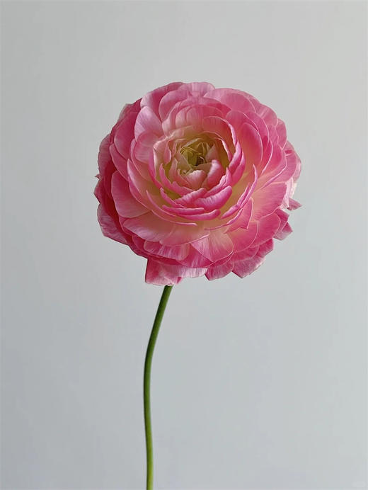 日本洋牡丹Thasos香槟鲑鱼5支一扎 商品图5