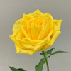 月华黄色玫瑰花10支 商品缩略图4