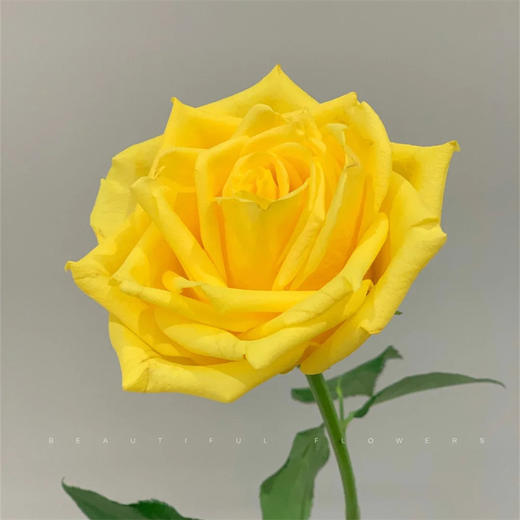 月华黄色玫瑰花10支 商品图4