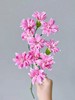 精品花材粉星太子多头康乃馨 商品缩略图2