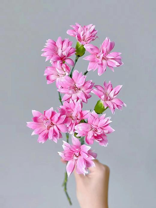 精品花材粉星太子多头康乃馨 商品图2