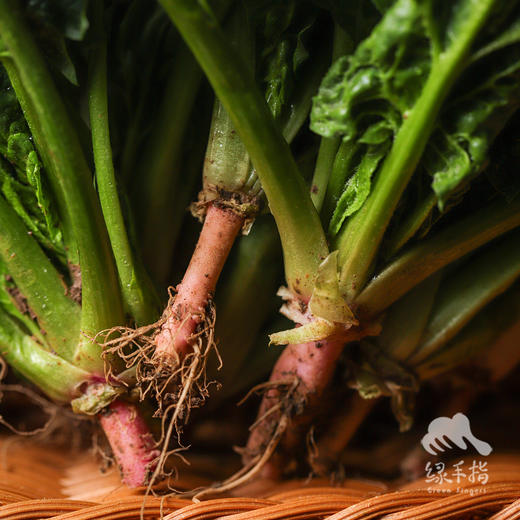 生态趴地菠菜（带根） | 合作生产* Eco- onion | Coproduction 商品图4