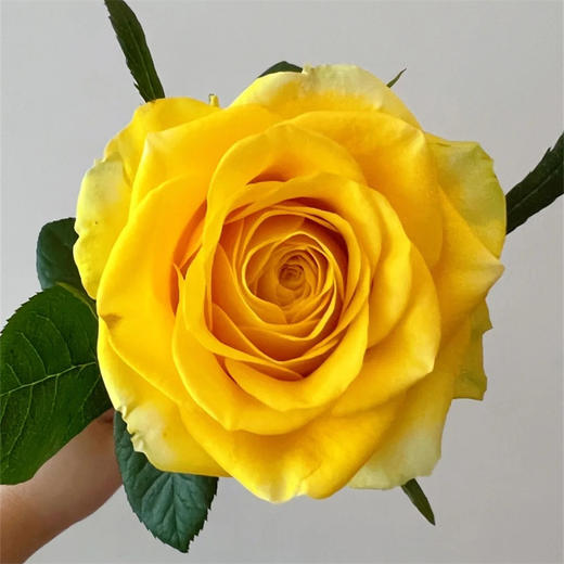 月华黄色玫瑰花10支 商品图3