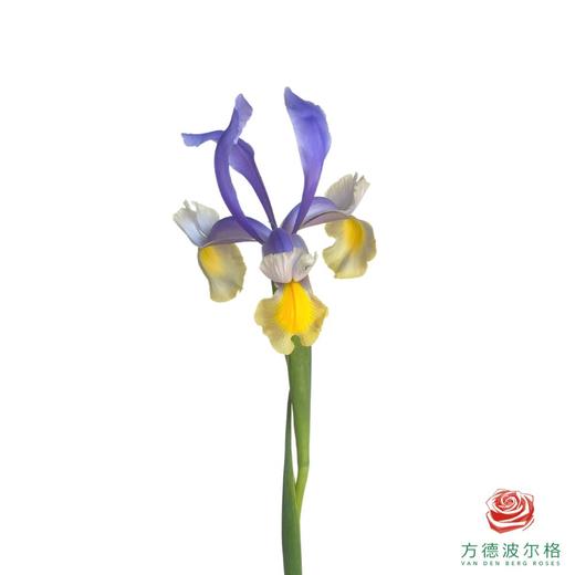鸢尾 蓝黄 10枝一扎 商品图1
