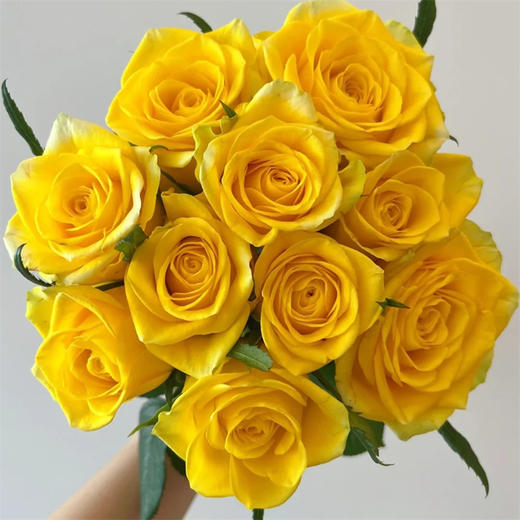 月华黄色玫瑰花10支 商品图0