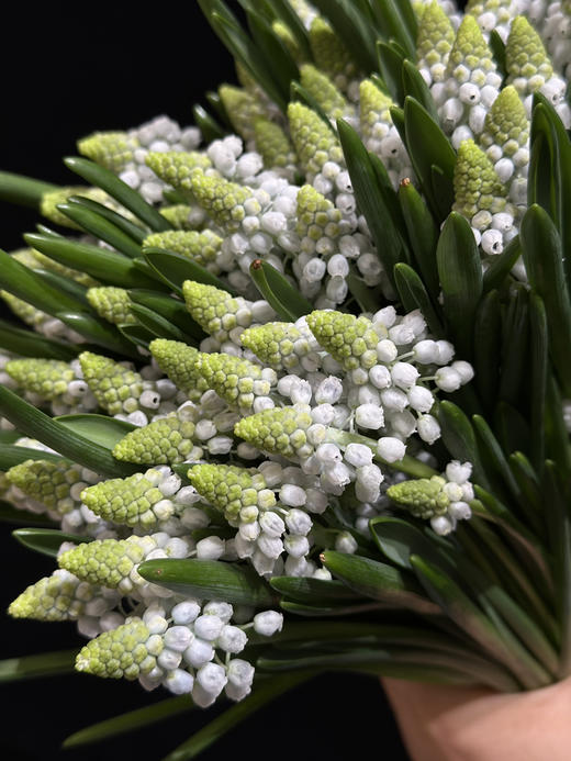 荷兰进口小众mini葡萄风信子10支 商品图6