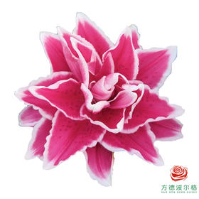 VDB百合-萨曼莎 5枝一扎-有香味