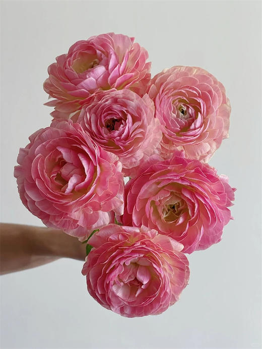 日本洋牡丹Thasos香槟鲑鱼5支一扎 商品图3