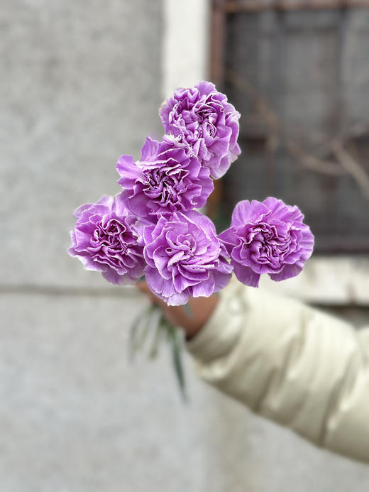 荷兰进口Moonaqua紫色康乃馨10支 商品图4