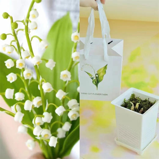 小众铃兰花盆栽一盆三株 商品图4