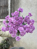 荷兰进口Moonaqua紫色康乃馨10支 商品缩略图1