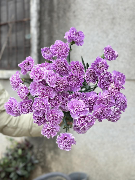 荷兰进口Moonaqua紫色康乃馨10支 商品图1