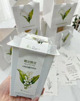 小众铃兰花盆栽一盆三株