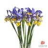 鸢尾 蓝黄 10枝一扎 商品缩略图0