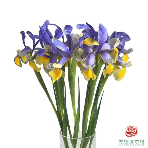 鸢尾 蓝黄 10枝一扎 商品图0