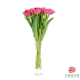 【重瓣郁金香】蔓越莓挞 10枝一扎