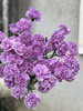 荷兰进口Moonaqua紫色康乃馨10支 商品缩略图2