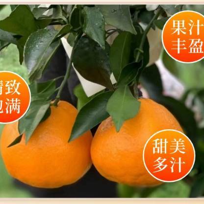 四川正宗春见耙耙柑基地直发8斤中果 商品图2