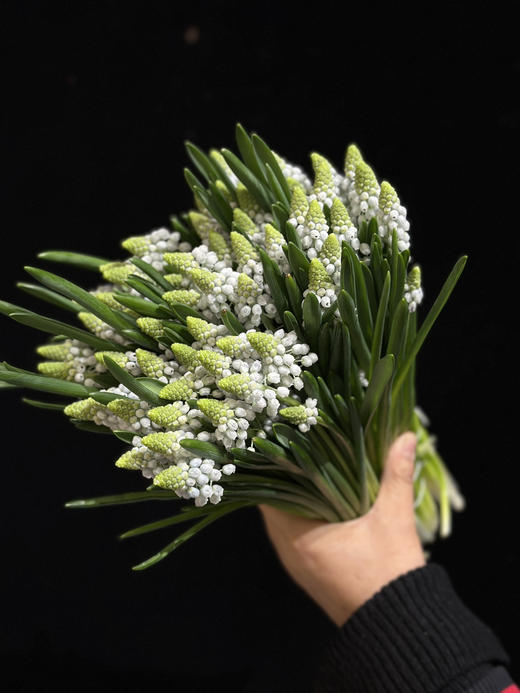 荷兰进口小众mini葡萄风信子10支 商品图5