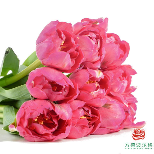 【重瓣郁金香】蔓越莓挞 10枝一扎 商品图3