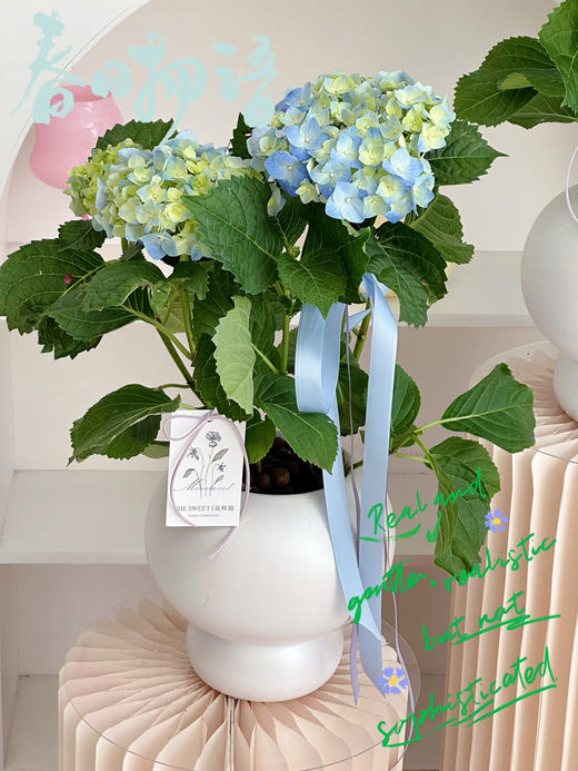 绣球盆栽（每盆形态不同，介意慎拍） 商品图3