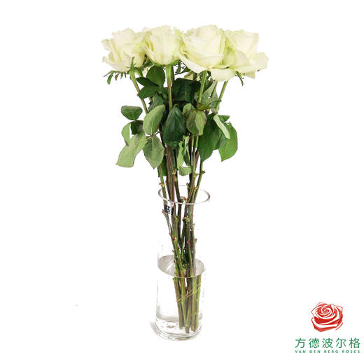 嘉荷单头-雪见 10枝一扎 商品图1