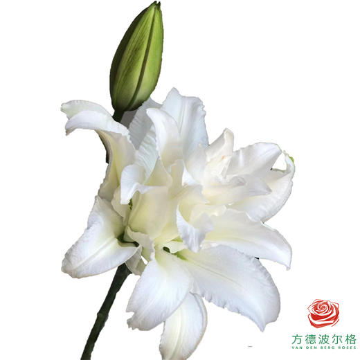 【重瓣百合】-白天使 5枝一扎-有香味 商品图0