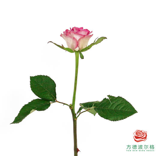 嘉荷单头-娇娃10枝一扎 商品图6