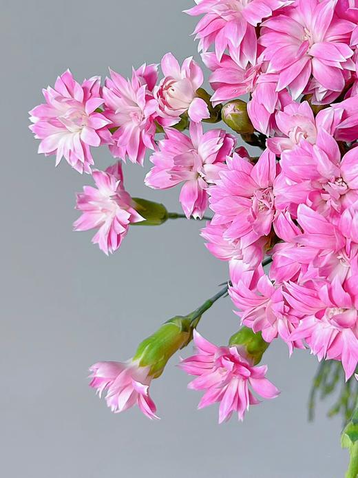 精品花材粉星太子多头康乃馨 商品图3