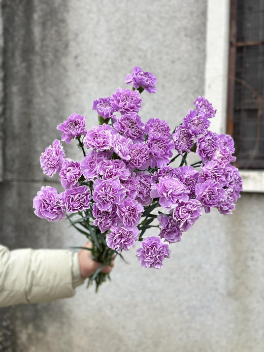 荷兰进口Moonaqua紫色康乃馨10支 商品图0