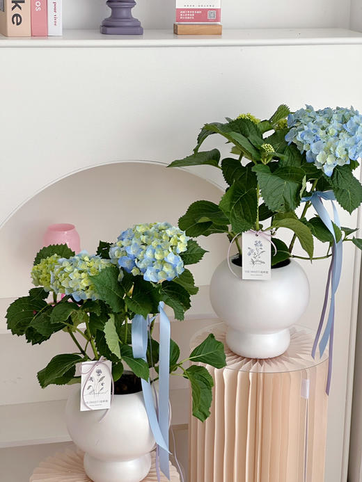 绣球盆栽（每盆形态不同，介意慎拍） 商品图1