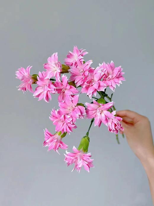 精品花材粉星太子多头康乃馨 商品图4