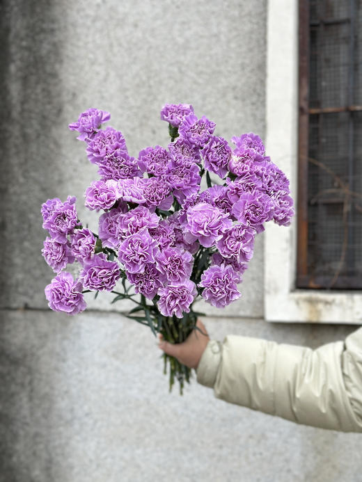 荷兰进口Moonaqua紫色康乃馨10支 商品图3