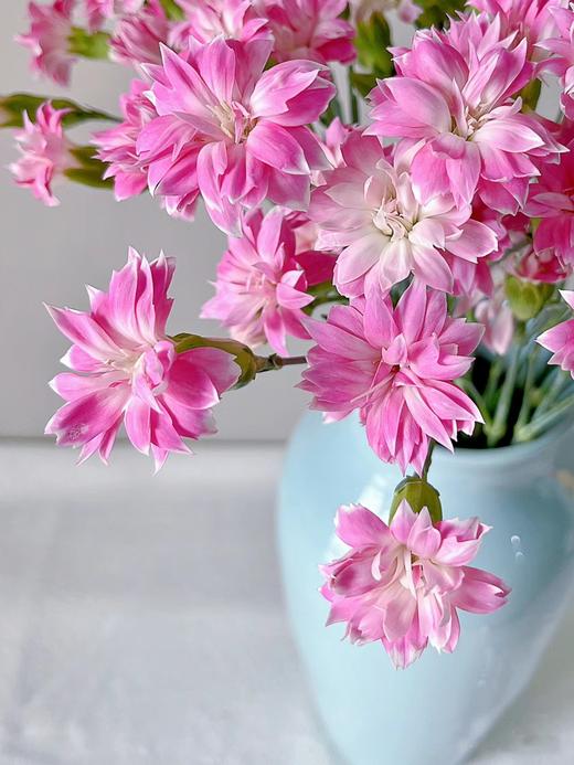 精品花材粉星太子多头康乃馨 商品图1