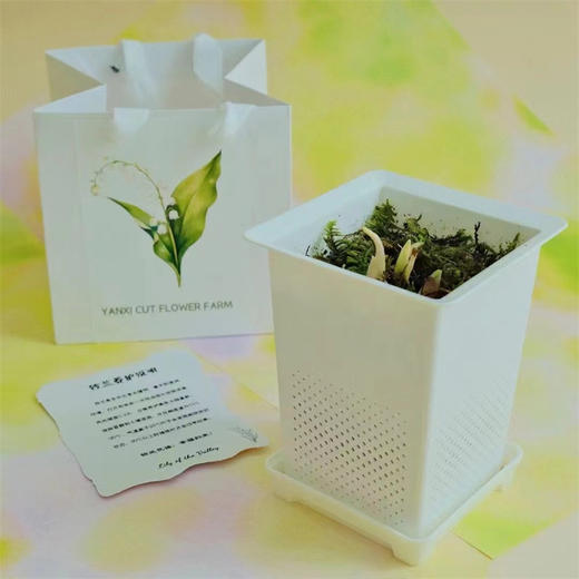 小众铃兰花盆栽一盆三株 商品图5