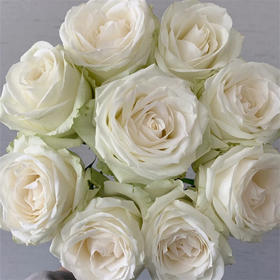 精品花材雪山玫瑰花白色粉色可选