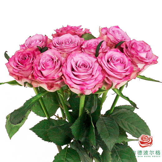 嘉荷单头-娇娃10枝一扎 商品图2