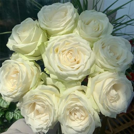 精品花材雪山玫瑰花白色粉色可选 商品图2