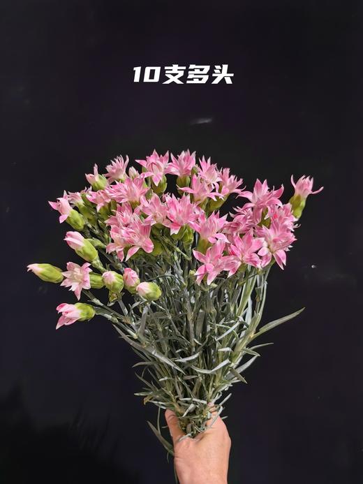 精品花材粉星太子多头康乃馨 商品图5