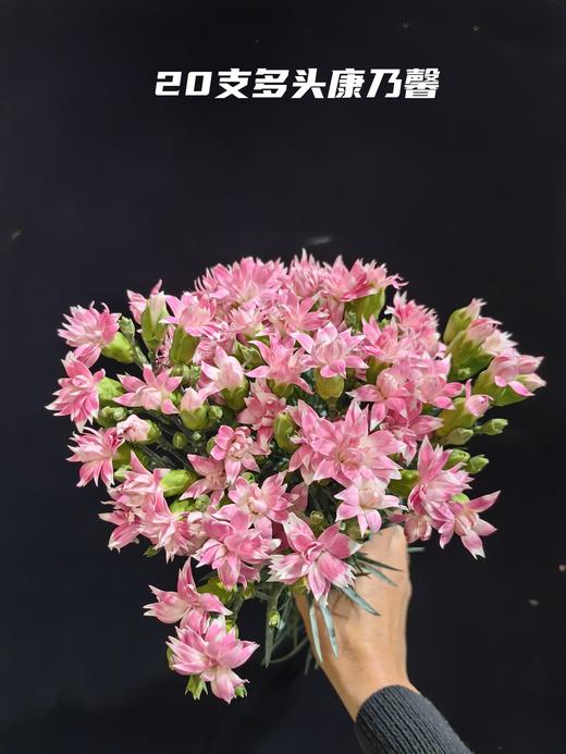 精品花材粉星太子多头康乃馨 商品图6
