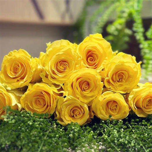 月华黄色玫瑰花10支 商品图5