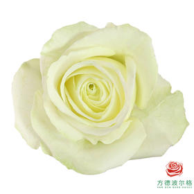 嘉荷单头-雪见 10枝一扎