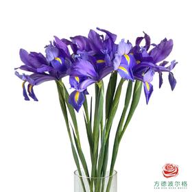 鸢尾 罗兰 10枝一扎
