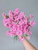 精品花材粉星太子多头康乃馨 商品缩略图0