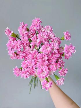 精品花材粉星太子多头康乃馨