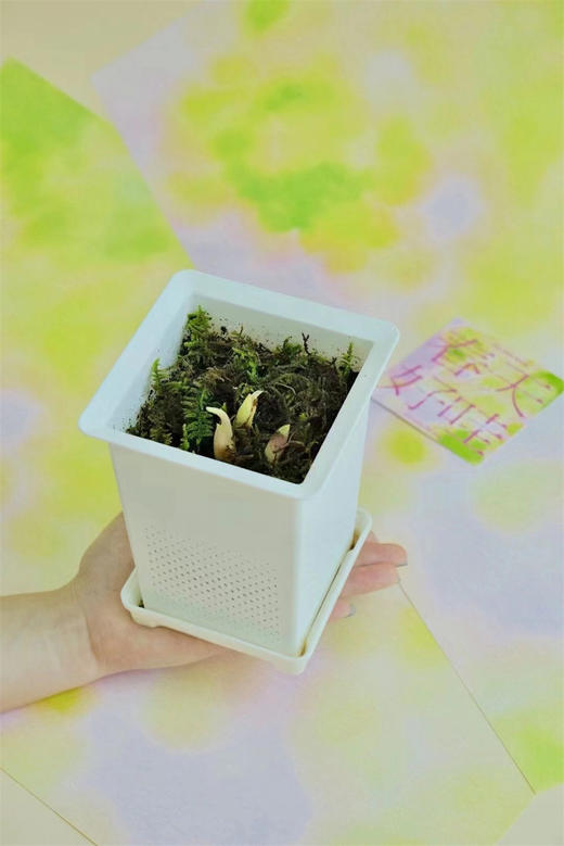 小众铃兰花盆栽一盆三株 商品图3